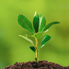 plant growing in soil