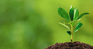 tree growing in soil